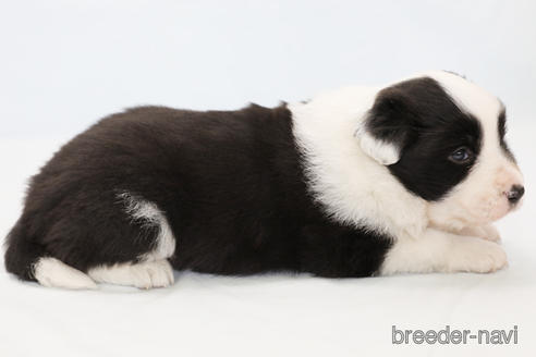 成約済の神奈川県のボーダーコリー-231167の4枚目